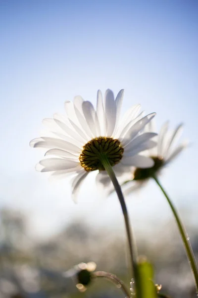 Beyaz papatya çiçekleri — Stok fotoğraf