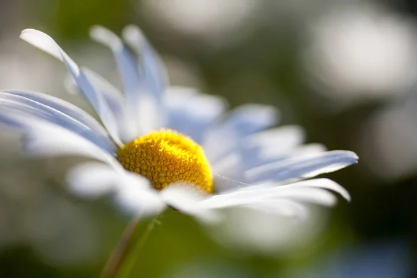 Fiore margherita bianco — Foto Stock