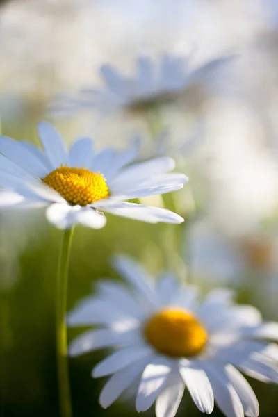 白いデイジーの花 — ストック写真