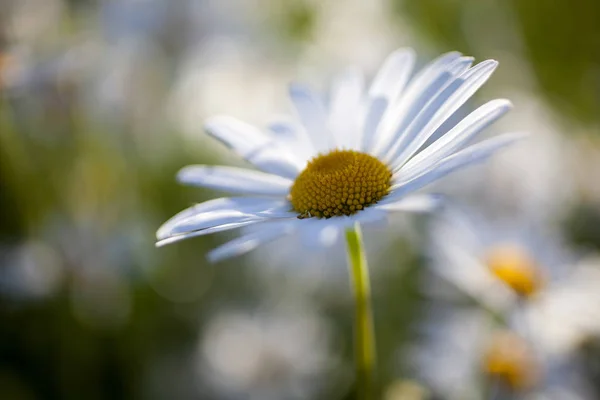 Flor de margarita blanca — Foto de Stock