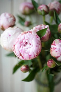 güzel, pembe peonies