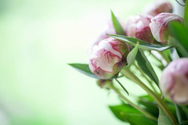 güzel, pembe peonies
