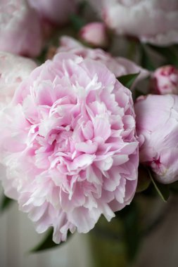 güzel, pembe peonies