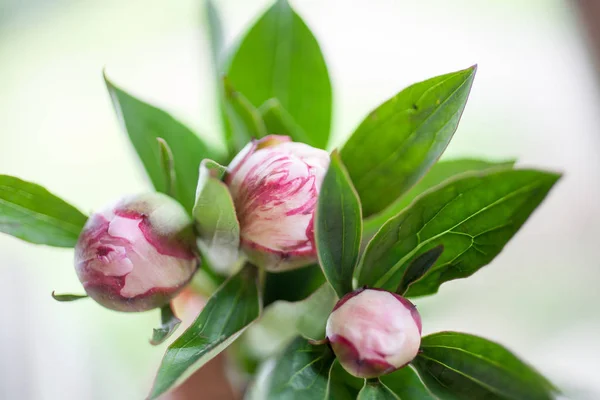 Милые розовые пионы — стоковое фото