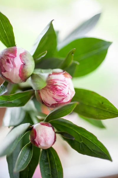 Vrij roze pioenrozen — Stockfoto