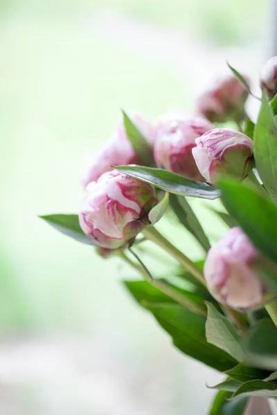 Peônias rosa bonitas — Fotografia de Stock