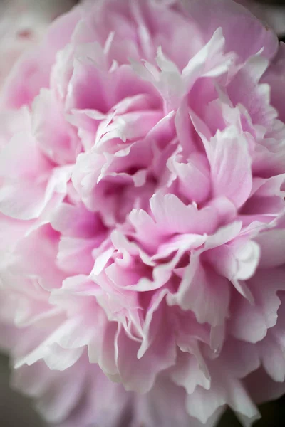 Jolies pivoines roses — Photo
