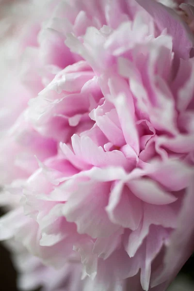 Pretty pink peonies — Stock Photo, Image