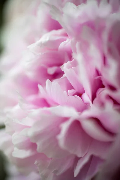 Bonitas peonías rosadas — Foto de Stock