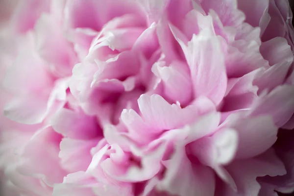 Pretty pink peonies — Stock Photo, Image