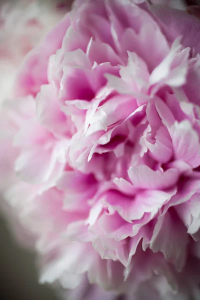 Vrij roze pioenrozen — Stockfoto