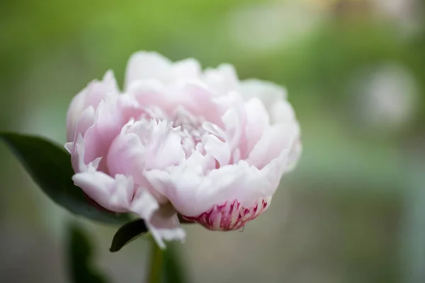 Peonie piuttosto rosa — Foto Stock