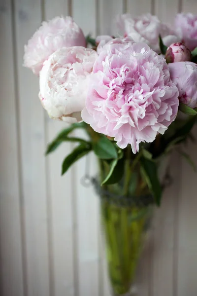 Peonie piuttosto rosa — Foto Stock