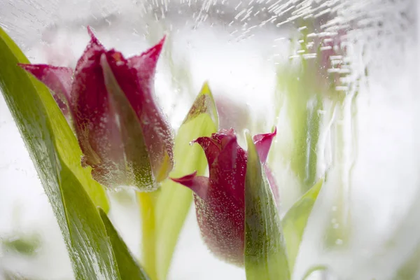 Lucerna s tulipány uvnitř — Stock fotografie