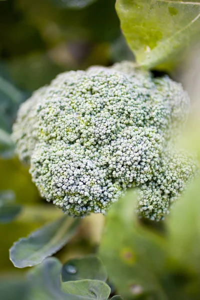 Close Van Jonge Groeiende Broccoli Plant Huis Tuin — Stockfoto