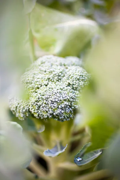 Närbild Unga Växande Broccoli Plantan Hem Trädgård — Stockfoto