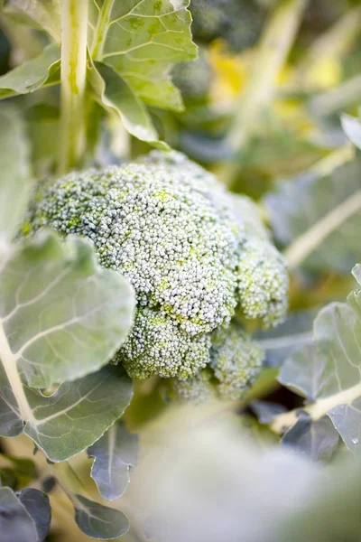 Closeup Young Growing Broccoli Plant Home Garden — Stock Photo, Image