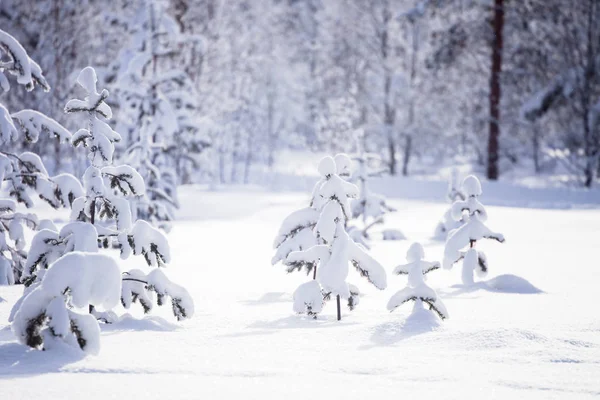 Winter Lappland Finnland — Stockfoto