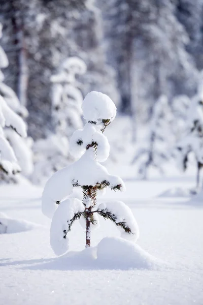 Χειμώνας Στη Λαπωνία Φινλανδία — Φωτογραφία Αρχείου
