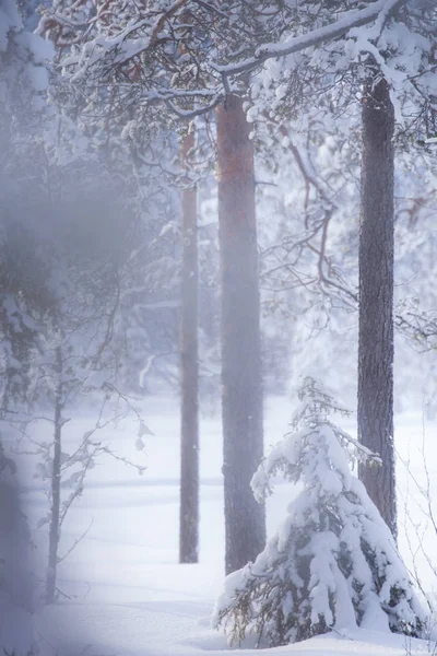 Invierno Laponia Finlandia —  Fotos de Stock