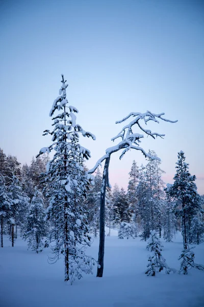 Invierno Laponia Finlandia — Foto de Stock