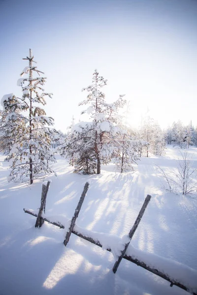 Hiver Laponie Finlande — Photo