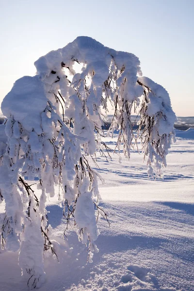 Zima Lapland Finland — Zdjęcie stockowe