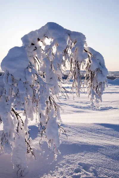 Winter Lappland Finnland — Stockfoto