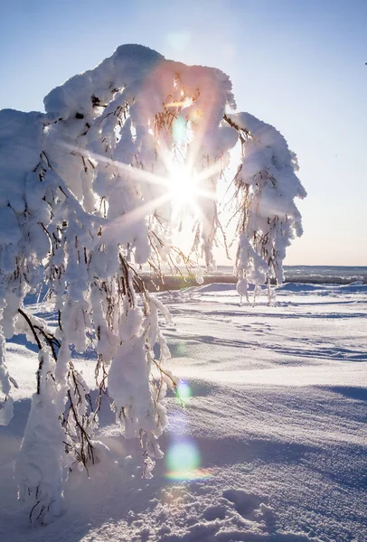 Musim Dingin Lapland Finlandia — Stok Foto