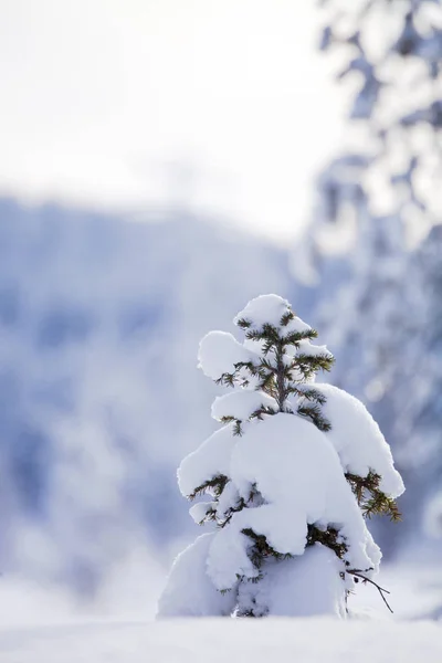 ラッピ州の冬 ロイヤリティフリーのストック写真