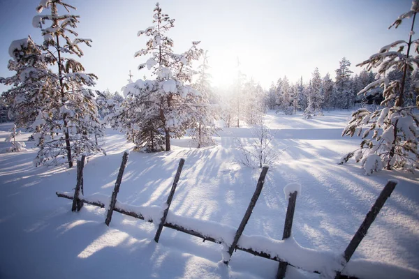 芬兰拉普兰的冬天 免版税图库照片