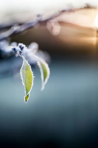 Close Foliage Late Autumn — Stock Photo, Image