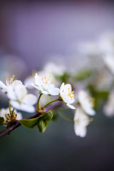 Närbild Vita Körsbär Blomma Stockbild