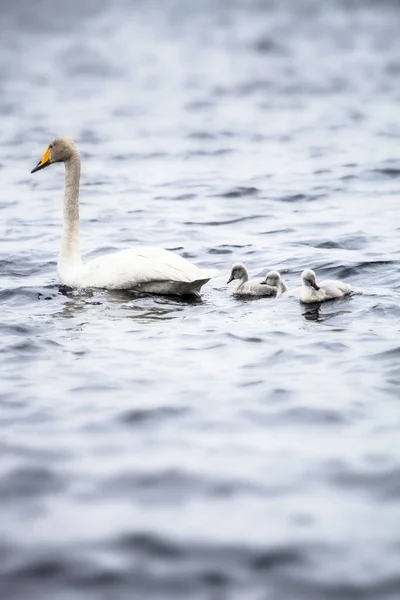 Familia Cisnes Con Tres Bebés Nadando Lago Imagen De Stock