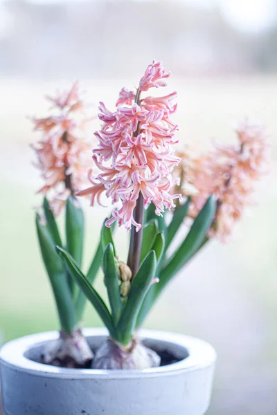 Spring Hyacinth Light Pastel Colour — Stock Photo, Image