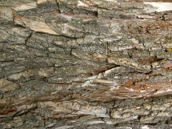 Drewniane Tło Tekstury Kora Drzew Liściastych Powierzchnia Drewniana — Zdjęcie stockowe