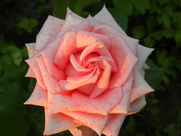 Beautiful Vibrant Pink Fresh Rose Rose Bush — Stock Photo, Image