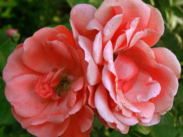 Belle Rose Vibrante Rose Fraîche Sur Rosier — Photo
