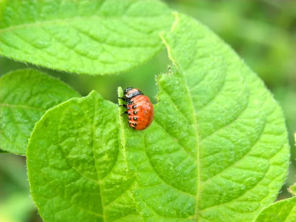 ジャガイモの葉のコロラドポテトビートル幼虫 — ストック写真