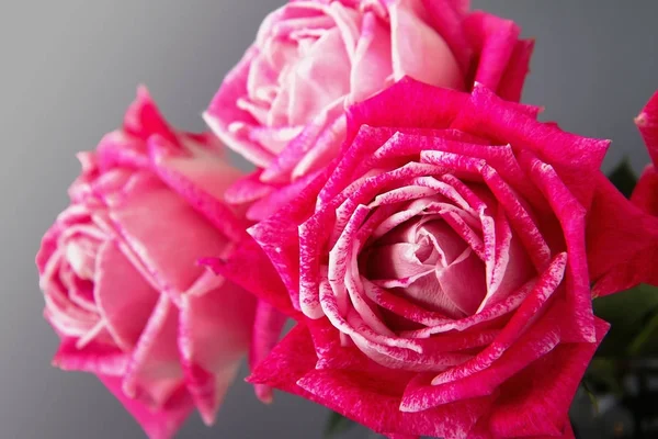 Bukiet róż różowy na szarym tle — Zdjęcie stockowe
