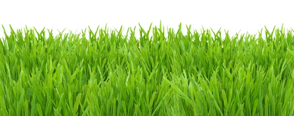 Gröna gräsmattan isolerad på vit bakgrund — Stockfoto