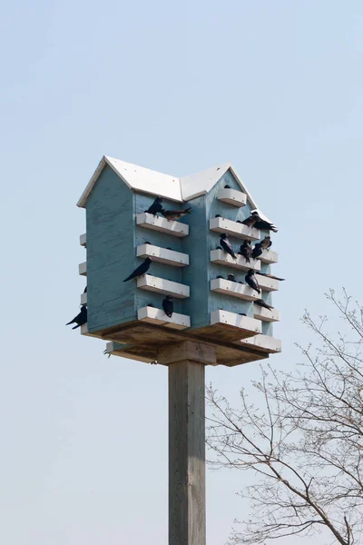 A madarak birdhouse — Stock Fotó