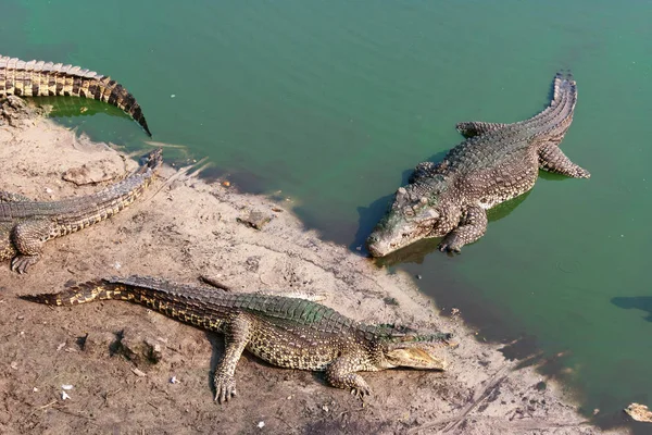 A víz közelében krokodilok — Stock Fotó