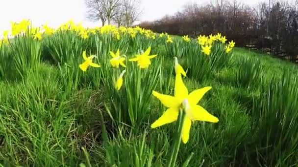 Flores amarelas da primavera no parque, um símbolo da primavera — Vídeo de Stock