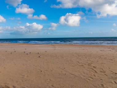Deniz kenarındaki güzel görünümü, kumlu plaj, kum üzerinde yürüme martılar mavi