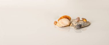 Farklı deniz kabukları, küçük ve büyük kabukları, beyaz adam