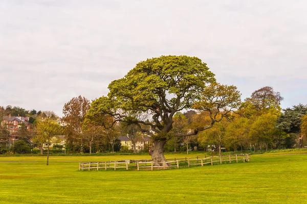 Ein riesiger, wuchernder Baum mitten im Stadtpark surr — Stockfoto