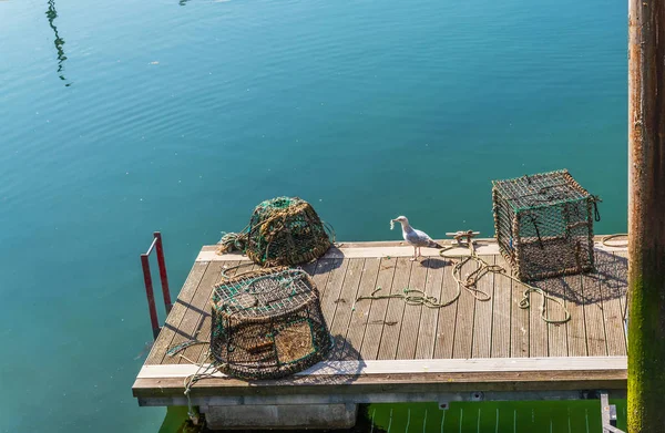 Mouette à la recherche de nourriture à côté des paniers de homard de pêche et cra — Photo