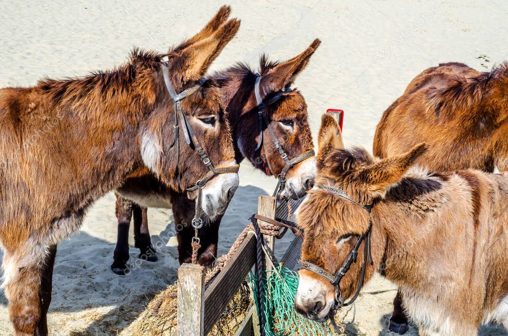 Four gorgeous domesticated asses, asses in a harness strapped to
