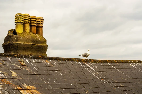 緑の苔で覆われて煙突や建物の屋根の上の鳥 — ストック写真